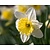 Narcissus 'Ice Follies'