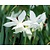 Narcissus triandrus 'Thalia'