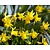 Narcissus 'Tête-a-Tête'