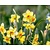 Narcissus 'Martinette'