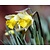 Narcissus pseudonarcissus lobularis