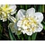 Narcissus 'Ice King'