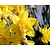 Narcissus 'Golden Ducat'
