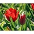 Tulipa triumph Rood