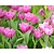 Tulipa triumph Roze