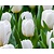 Tulipa triumph Wit