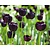 Tulipa 'Queen of Night'