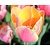 Tulipa 'Mango Charm'