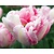 Tulipa 'Finola'