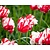 Tulipa 'Estella Rijnveld'