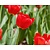 Tulipa Darwin hybride Rood