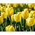 Tulipa Darwin hybride Geel