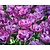 Tulipa 'Blue Diamond'