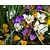 Crocus Species Mix