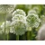 Allium 'Mount Everest'