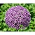 Allium 'Globemaster'