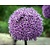 Allium 'Gladiator'