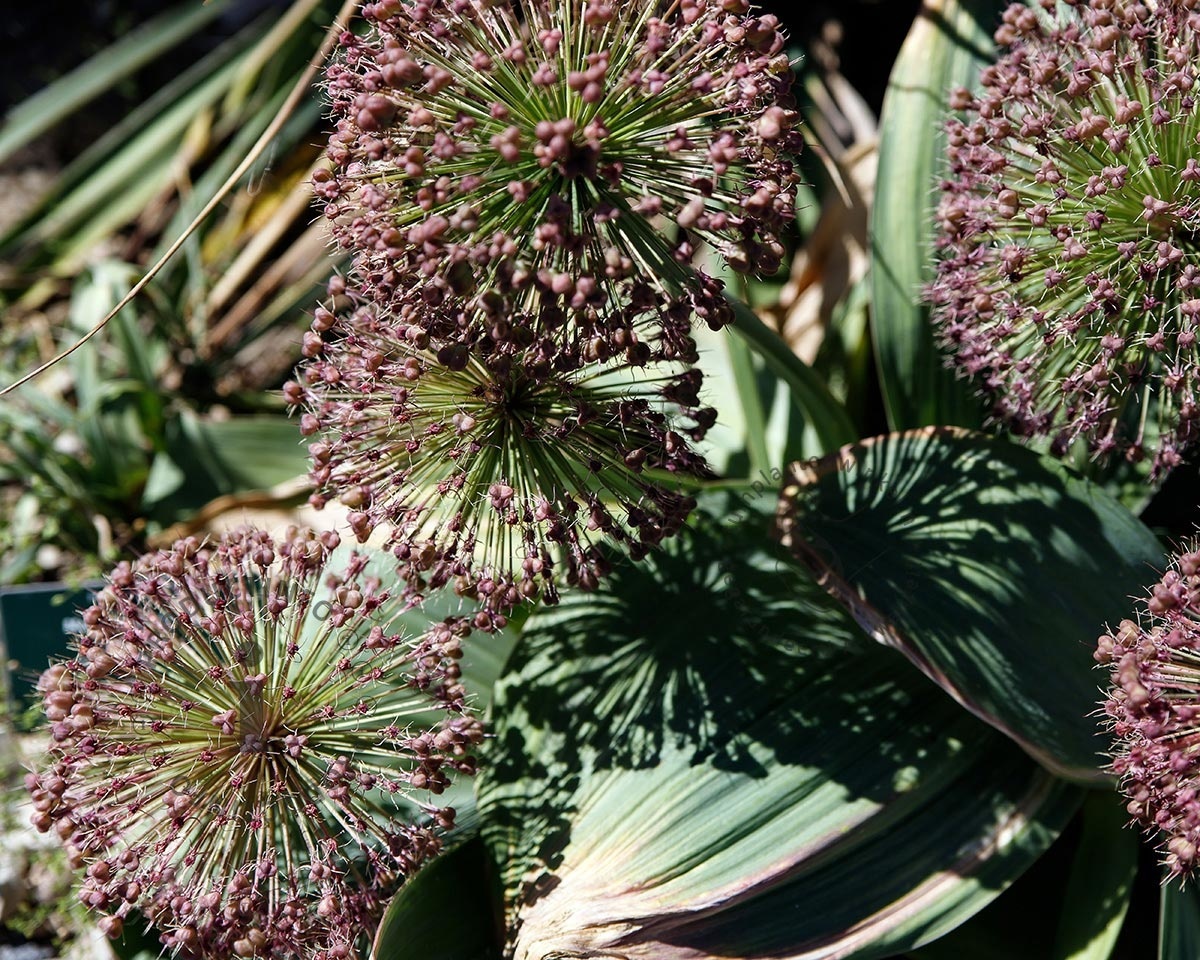 Allium karataviense