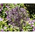 Allium christophii