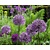 Allium 'Purple Sensation'