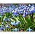 Scilla siberica