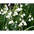 Leucojum aestivum