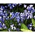Hyacinthoides non-scripta