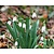 Galanthus elwesii