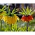 Fritillaria imperialis Mix