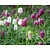 Fritillaria meleagris Mix