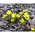 Eranthis cilicica