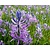 Camassia quamash