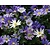 Anemone blanda Mix