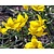 Tulipa sylvestris