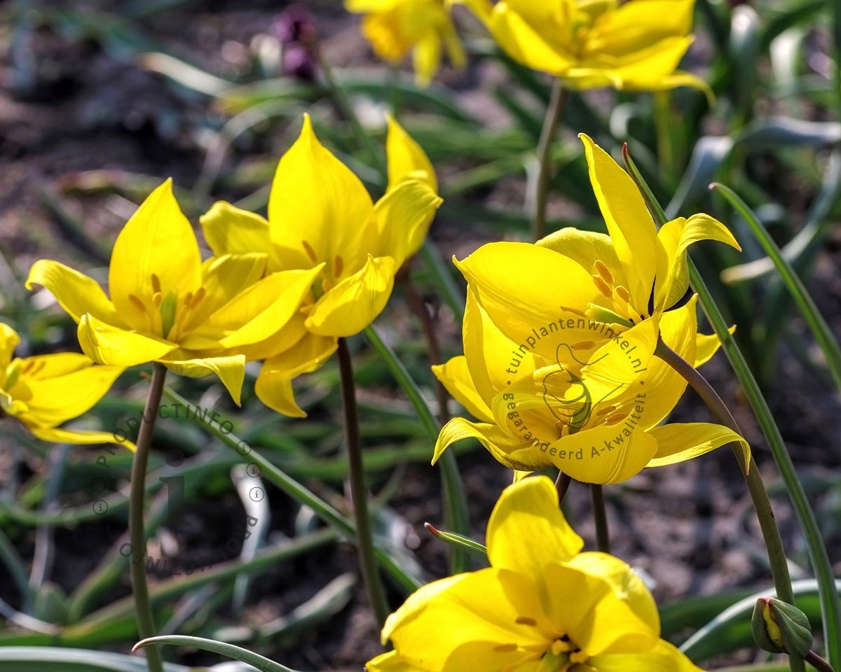 Tulipa sylvestris