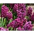 Hyacinthus Paars