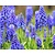 Muscari armeniacum