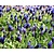 Muscari latifolium