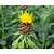 Centaurea macrocephala