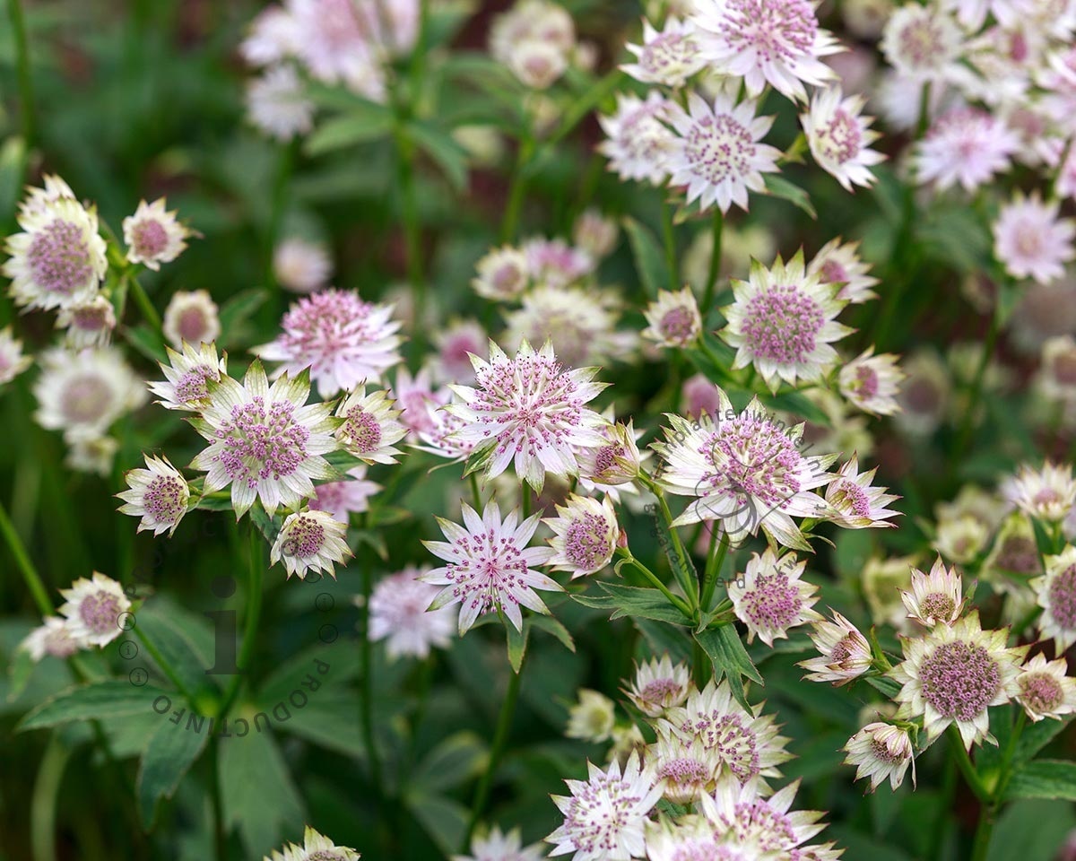 Astrantia major 'Roma'