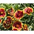 Gaillardia aristata 'Kobold'