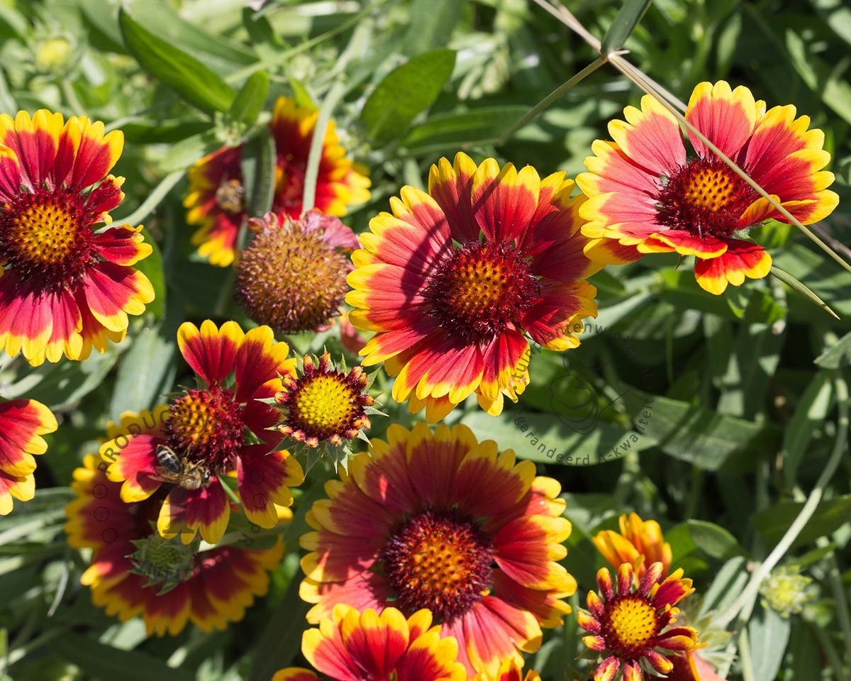 Gaillardia aristata 'Kobold'