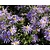Aster x frikartii 'Mönch'