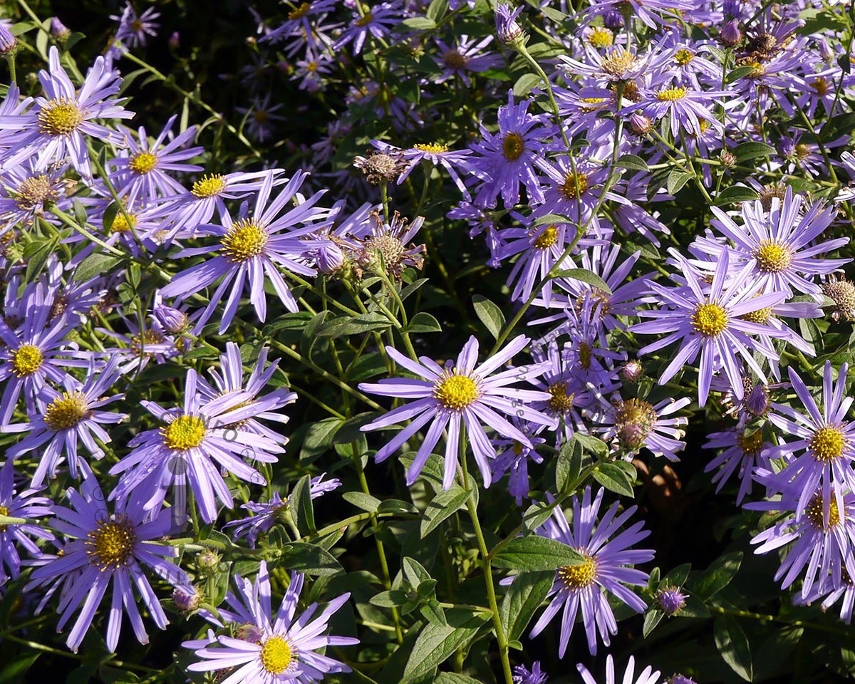 Aster x frikartii 'Mönch'