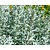Artemisia ludoviciana  'Silver Queen'
