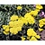 Achillea 'Taygetea'