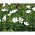 Geranium sanguineum 'Album'