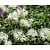 Monarda 'Schneewittchen'