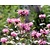 Monarda 'Croftway Pink'
