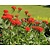 Lychnis chalcedonica